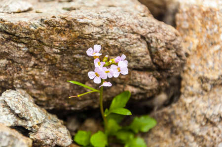 Cardaminopsis neglectaの写真素材