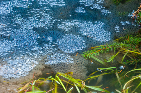 Frog Spawn in Waterの写真素材