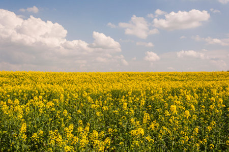 Bloomed Canola Field