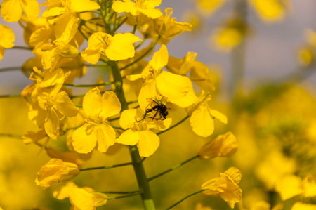 Spider (Ebrechtella Tricuspidata) with his Victim in Flowers Canola