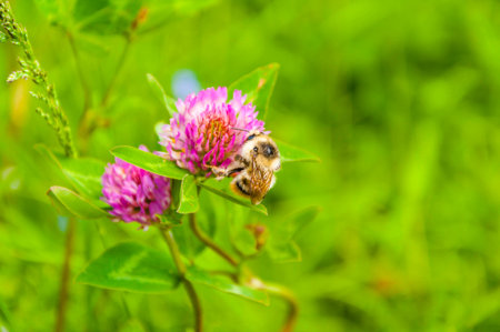 Bombus sylvarum (Shrill carder-bee, Knapweed carder-bee) while collecting pollenの写真素材