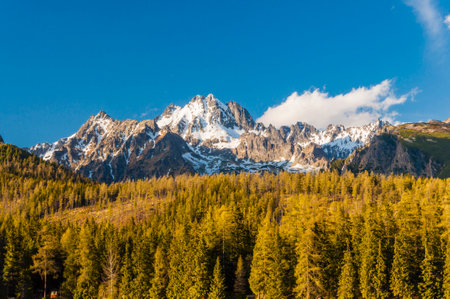 Spring view of the forest and mountainsの写真素材