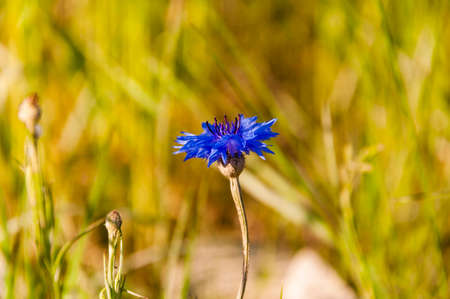 Centaurea Cyanus L. 1753 Bluebottle, Boutonniere Flower, Hurtsickle, Cyani Flower)の写真素材