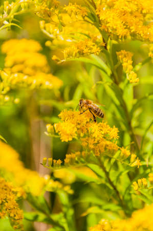 Bee on a flowerの写真素材