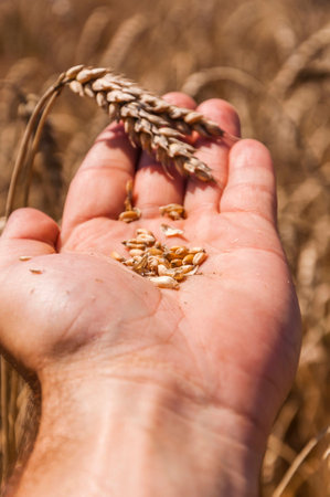 Grains of wheatの写真素材