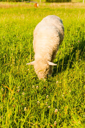 Sheep (Ovis aries)の写真素材
