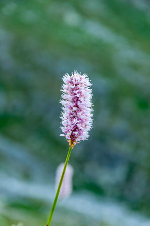 Bistorta officinalis, Bistort, European bistortの写真素材