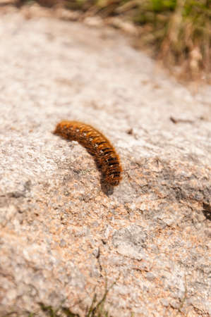 Caterpillar Oak Eggar - Caterpillarの写真素材