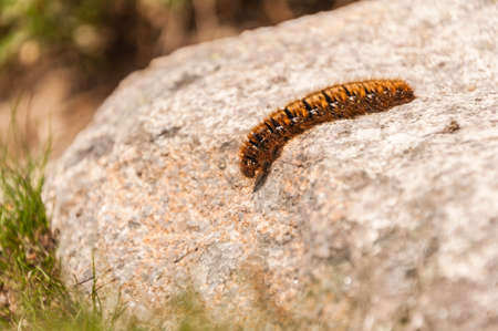 Caterpillar Oak Eggar (Lasiocampa Quercus)の写真素材