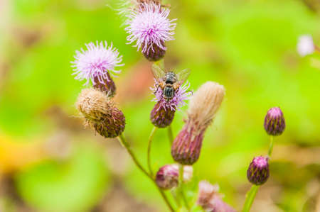 Fly on flowerの写真素材