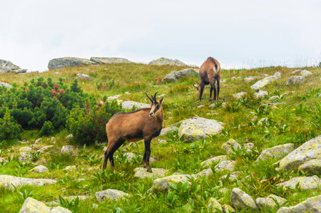 Mountain goats graze in a clearingの写真素材