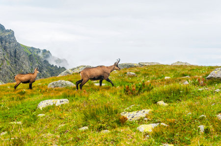 Rupicapra rupicapra tatrica in the mountainsの写真素材
