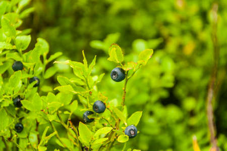 Vaccinium myrtillusの写真素材