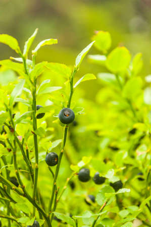 Vaccinium myrtillus L. - fruitの写真素材