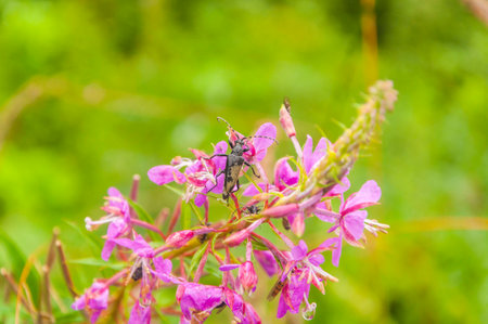 Beetle on pink flowerの写真素材