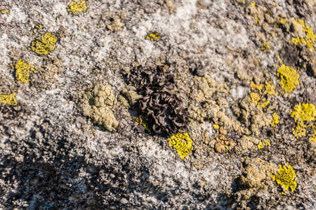 Lichen - Umbilicaria Hoffm. (kruszownica)の写真素材