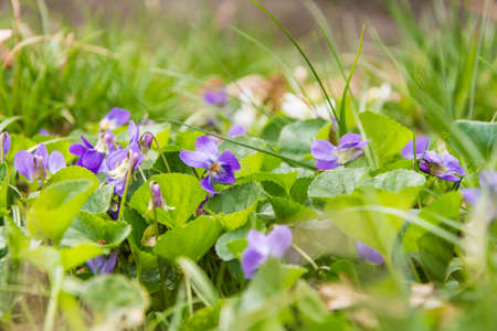 Beautifully blooming flowers of the species Viola odorata (wood violet, sweet violet, English violet, common violet, floristの写真素材