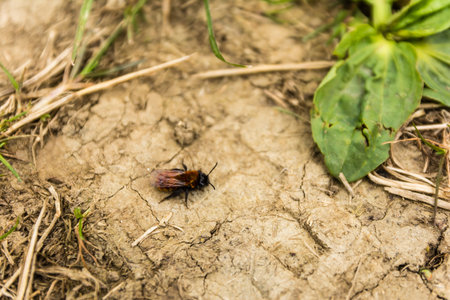 Top view of the insect order Hymenopteraの写真素材
