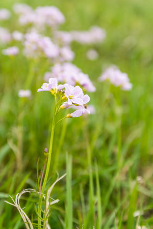 Cardamine pratensis L. (cuckooflower, lady s smock) plant of the family Brassicaceae