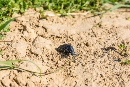 Beautiful beetle (Meloe proscarabaeus) family Meloidae (Blister beetles)の写真素材