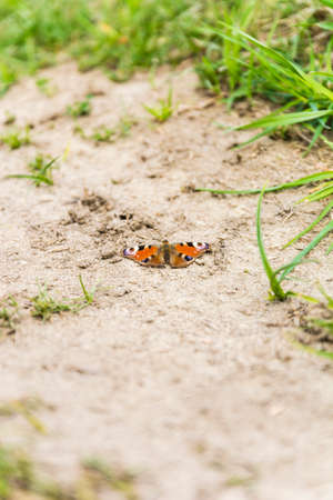 Beautiful butterfly (European Peacock, Aglais io, Peacock butterfly) with spread wingsの写真素材