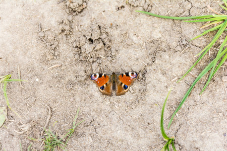 Imago - Aglais io (European Peacock, Peacock butterfly)