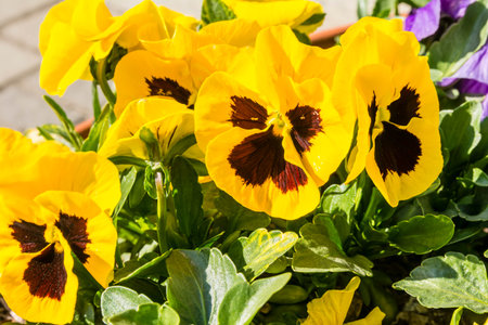 Pansy (Viola Ãwittrockiana Gams, garden pansy, Viola tricolor var. Hortensis) - Beautiful flowers blooming in springの写真素材
