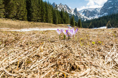 Group of blooming flowers (Crocus scepusiensis) with the peaks in the background, which heralds the arrival of spring in the mountainsの写真素材