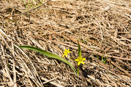 Gagea lutea (Yellow Star-of-Bethlehem) plant with yellow flowers that bloom in the spring.の写真素材