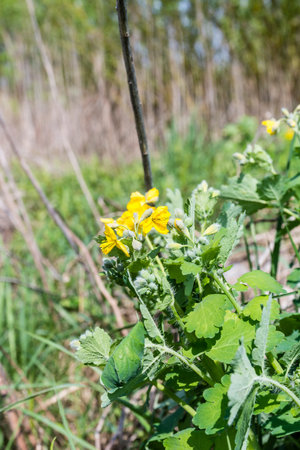 Flowering plant - Chelidonium majus (greater celandine, tetterwort)