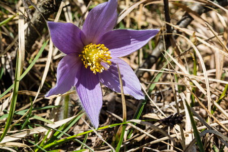 Rare flowers are protected as, for example,  Pulsatilla slavica G. Reuss