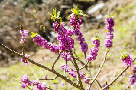 Blossoming twigs Daphne mezereum L. (February daphne, mezereon, mezereum, spurge laurel, spurge olive)の写真素材