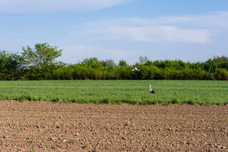 White Stork (Ciconia ciconia) on the field in search of food and the second during the flightの写真素材