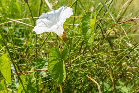 Calystegia sepium (L.) R.Br (larger bindweed, hedge bindweed, Rutland beauty, bugle vine, heavenly...