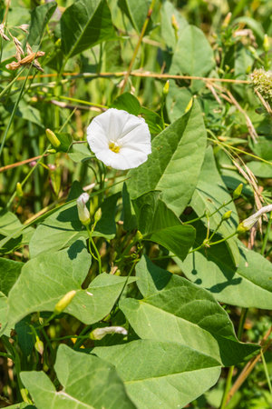 Convolvulus arvensis (field bindweed) is a species of bindweed in the morning glory family...
