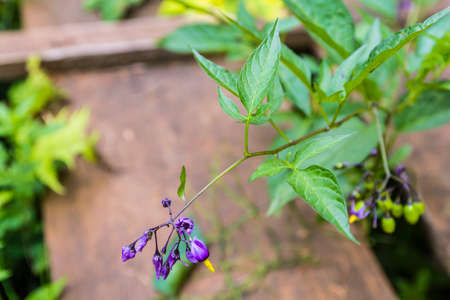 Leaves of plants Solanum dulcamara (bittersweet, bittersweet nightshade, bitter nightshade, blue bindweed, Amara Dulcis, climbing nightshade, fellenwort, felonwood, poisonberry, poisonflower, scarlet berry, snakeberry, trailing bittersweet, trailing nightの写真素材
