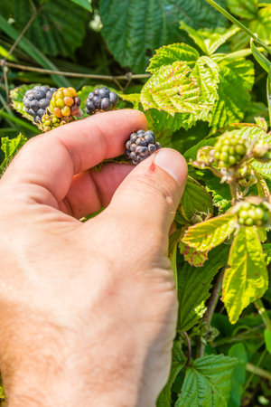Picking the fruit mature blackberries
