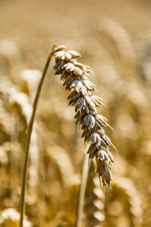 Ripening ear of wheat in the fieldの写真素材