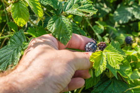 Picking blackberries with his left hand