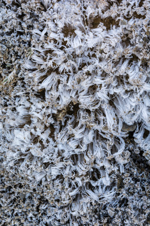 Neddle ice, frost pillars, frost column, Kammeis, shimo bashira, pipkrake, comb ice