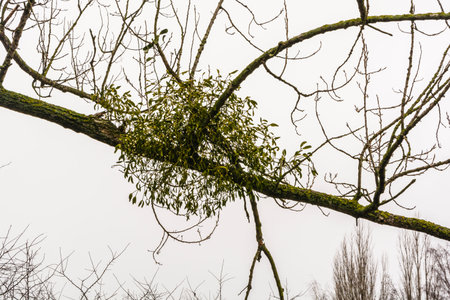 Viscum album (European mistletoe, common mistletoe, mistletoe, Old English mistle, Viscum album subsp. album)の写真素材