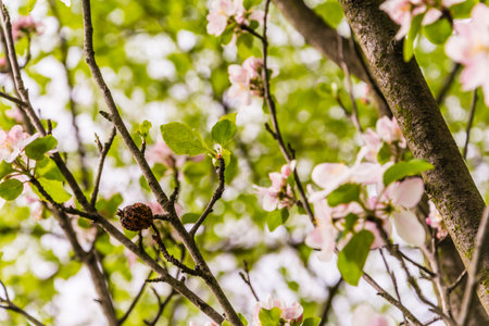 Last year's dried fruit Malus sylvestris between blooming flowers.