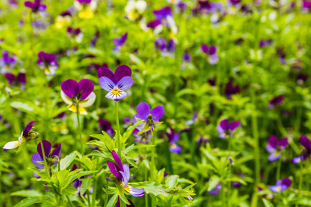 Viola tricolor L. species of plants belonging to the family Violaceae Batsch.