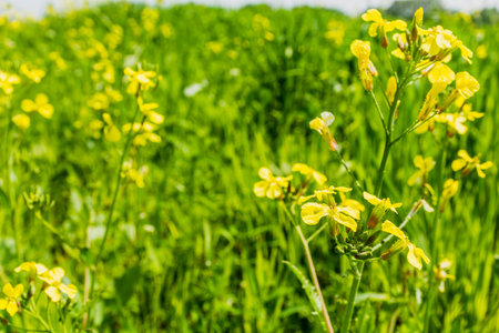 Raphanus raphanistrum,  wild radish, jointed charlock is a flowering plant in the family...