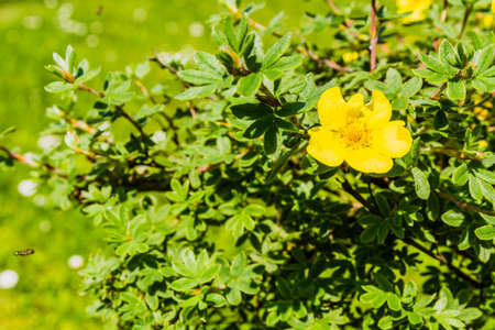 Yellow flower bush - Potentilla fruticosa L.の写真素材