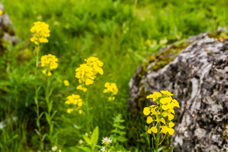 Erysimum odoratum Ehrh. (Erysimum erysimoides (L.) Fritsch, Erysimum pannonicum Crantz) is a genus of flowering plants in the botanical family Brassicaceae.の写真素材