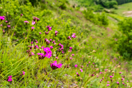 Slope of flowering carnations - Dianthus carthusianorum (Carthusian Pink).