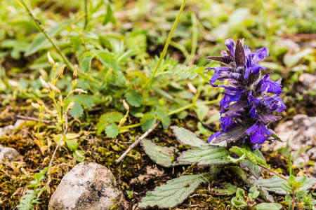 Flowering plant Ajuga genevensis (upright bugle, blue bugle, Geneva bugleweed) of the family Lamiaceae.の写真素材