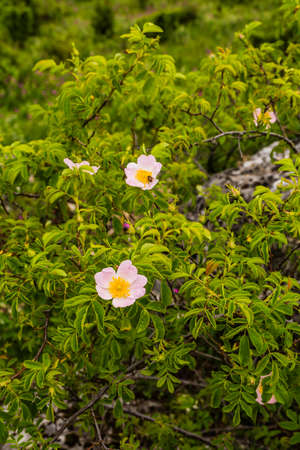 Blooming beautiful flower of dog-rose (Rosa canina L.).の写真素材