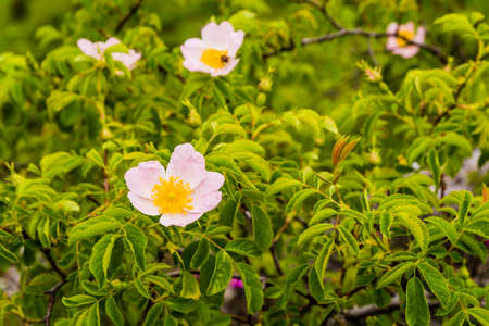 Beautiful flower bush dog-rose (Rosa canina L.).の写真素材